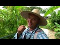 Pruning Mango Trees: 101 w/ Dr. Richard Campbell