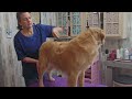 Ear & feet trim, Golden Retriever grooming