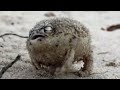 A tiny angry squeaking Frog 🐸 | Super Cute Animals - BBC