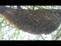 honey bees honey bees videos