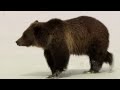 Into The Life Of A Grizzly Bear (Bear Documentary) | Grizzly Country | Real Wild