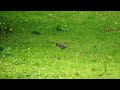 House Sparrow/ Tiu eating Cicada - New Zealand Birds, Kapiti