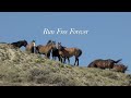 Tribute to Brave Wild Stallion of Sand Wash Basin in Colorado by Karen King