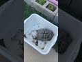 Introducing a new tortoise to the group