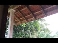 Moments In Nature 33 | The Home Jungle | Wild Jungle Relax | Nature Forest Travel