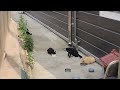 1년이상 공냥이들을 돌봐주는데 눈길한번 주지 않네요#길냥이 #공냥이#길냥이