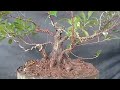 Making a ficus microcarpa bonsai tree split stem from stem cuttings