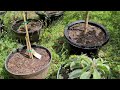 Spraying Kaolin Clay on Fruit Trees