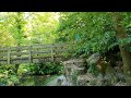 crossing a bridge in a woodland   25th June 2024