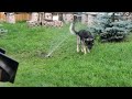 Jake the shepherd protecting us from the sprinkler.