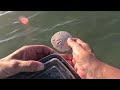 SPECTACULAR  Sunset Sand Dollar Shells at FORT DESOTO! First Day of summer 2024