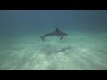 Amazing Wild Dolphin Encounter!!!