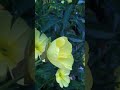 Flowers Opening In a few seconds ! UNBELIEVABLE ! [HD] real-time !