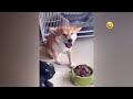 FUNNIEST CAT AND DOG VIDEOS 2023 #17