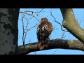 A Red-tailed Hawk and An American Kestrel's Call, Governors Island