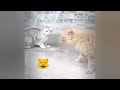 🐱 So Funny! Funniest Cats and Dogs 🐈😂 New Funny Catss 2024 😹❤️