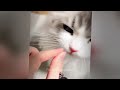 So Funny! Funniest Cats and Dogs 2024 😘❤️ Funny Animal Moments 2024 ❤️🤣