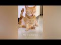 🐱 Funniest Dogs and Cats 🤣 Funniest Catss 2024 😂