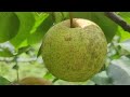 Single mother works as a hired laborer, picking pears for hire #single