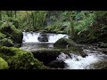 1 Hour of a Relaxing Forest Waterfall W/O Birdsong - Calm Nature Sounds for Sleeping & Meditation