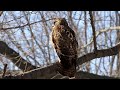 Red-tailed Hawks in Central Park, NYC