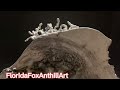 Active Fire Ant Colony Casted With Molten Aluminum (Anthill Art) #19