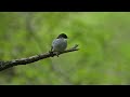 Singing Pied Flycatcher