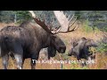 Huge Bull Moose Close Encounter Alaska