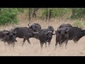Wildlife Of AFRICA 4K - Scenic Animal Film With Calming Music - Best of 4K Video Ultra HD