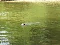 Who says bulldogs can't swim?!