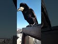 My crow buddy.