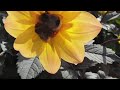 Bees(2)