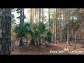 (SOLD)8 Acres FLORIDA HUNTING LAND For Sale - Citra, FL Owner Finance - PeterSellsLand.com