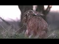 A day with the Hares