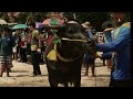 Bull Racing Festival 2023/ Chonburi, Thailand