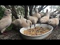 BARBARY DOVES - FEEDING TIME