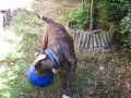 Enzo and his Tuggo Dog Toy Ball ( Tug-o-War )
