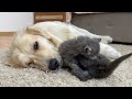Golden Retriever Tries to Make Friends with Tiny Kittens