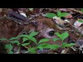 Too cute! Newborn baby deer in the forest