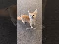 mini fennec fox-funny and cute fennec videos#2
