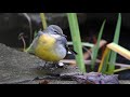 Preening Grey Wagtail