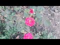 Rose Flower | Pink Rose | ரோஸ் பூ | WhatsApp Status