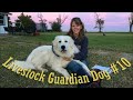 Livestock Guardian Dog Series - 