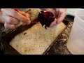 How to Preserve Flowers EASY