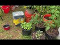 Garden Update #garden #gardening #fypyoutube