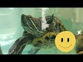 Transforming The Turtle Room | Robbie's Turtle & Friends Episode 2