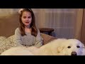 Great Pyrenees Dog Breed Guide - Why Are They Called Guardian Dogs? | Dogs 101 - Great Pyrenees