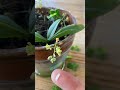 世上最小的蝴蝶兰：袋距蝴蝶兰（Phalaenopsis mirabilis）