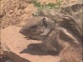 Desert Animals: Reptiles