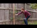 A Beginner's Guide to Starting an Apple Espalier (Anyone Can Do It!)